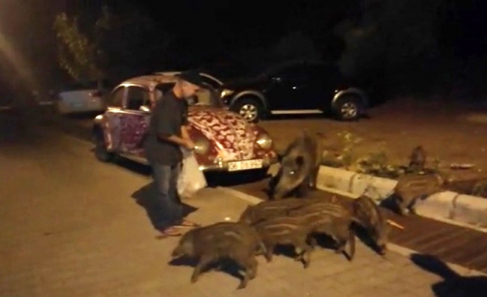 Aç kalan domuzlar şehre indi: Elleriyle besliyorlar