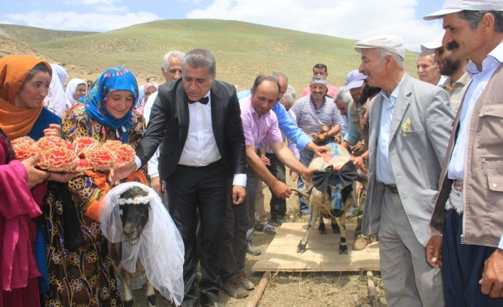 Ak koyun ile kara koça davul zurnalı düğün