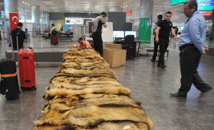 Atatürk Havalimanı’nda kaçak kürk operasyonu
