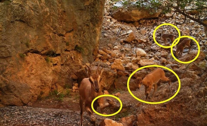 Ayağı kırık da olsa yavrusunu bırakmadı