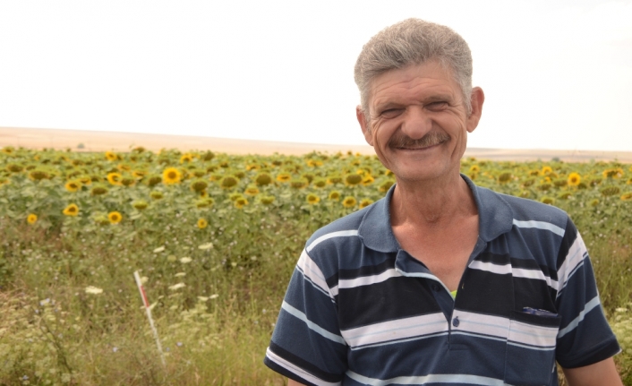 Ayçiçeği üreticisi bu yıl umutlu