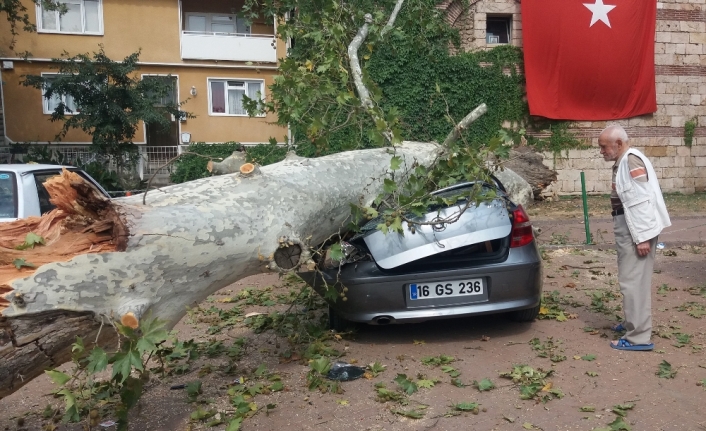 Devrilen 190 yaşındaki çınar lüks otomobili hurdaya çevirdi