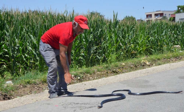 Etrafı yılanlar bastı