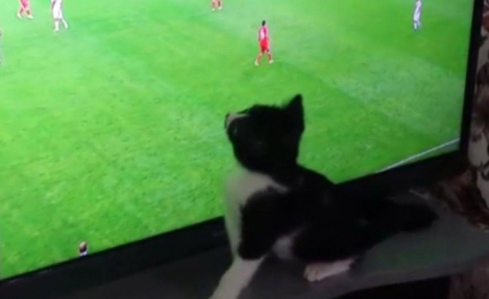 Fanatik kedinin Dünya Kupası tutkusu