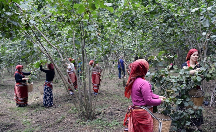 Fındık hasadı dua ve kemençeyle başladı