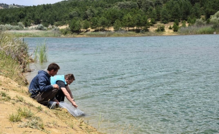 Göletlere 4 bin adet pullu sazan balığı yavrusu bırakıldı