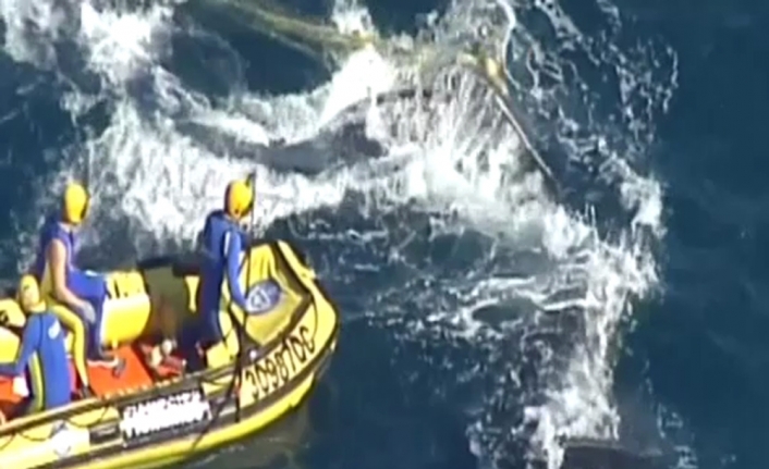 Kambur balina, köpek balığı ağlarından böyle kurtarıldı