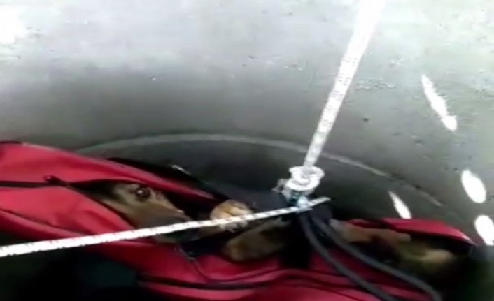 Kanalizasyon kanalına düşen köpek kurtarıldı