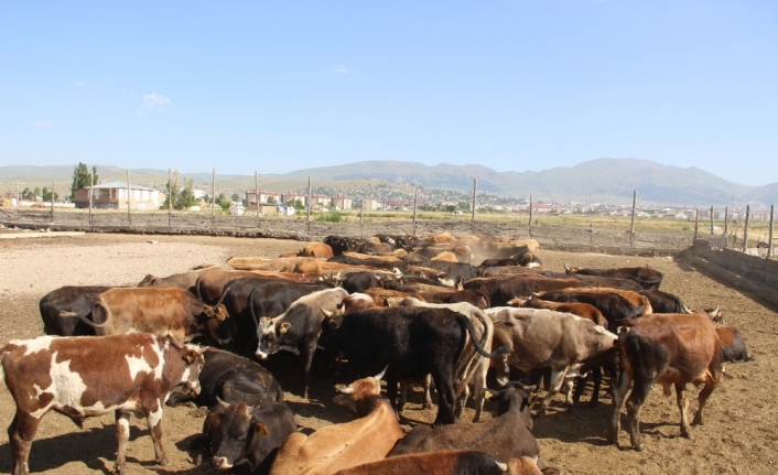 Kurban Bayramı hazırlıkları sürüyor