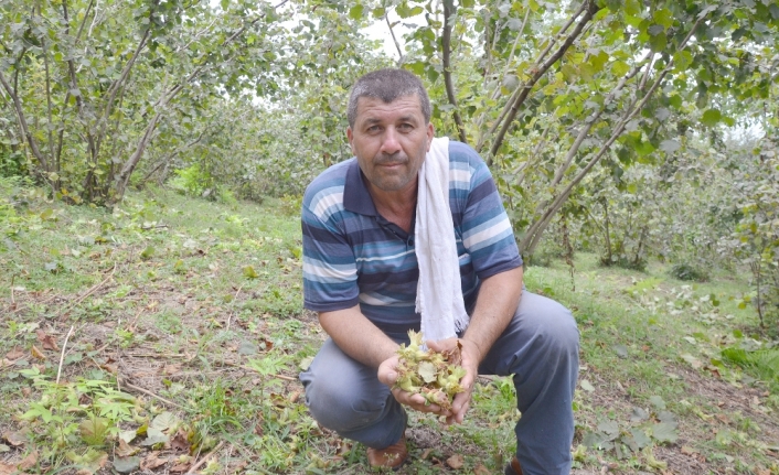 Ordu’da fındık hasadı başladı