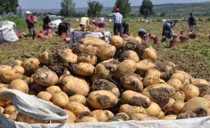 Patates hasadı yüzleri güldürdü