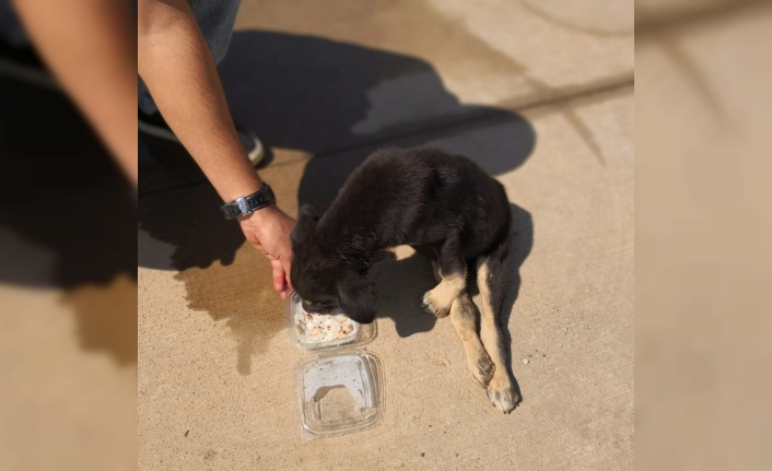 Polislerden yaralı köpeğe şefkat eli