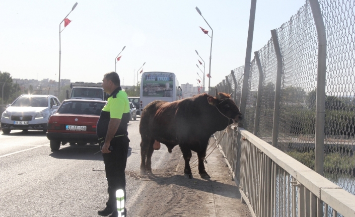 Sahibinin elinden kaçan boğa trafiği birbirine kattı