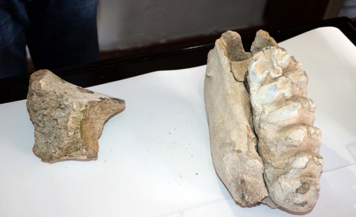 Yozgat’ta bulundu: En az 8 milyon yıllık olduğu sanılıyor