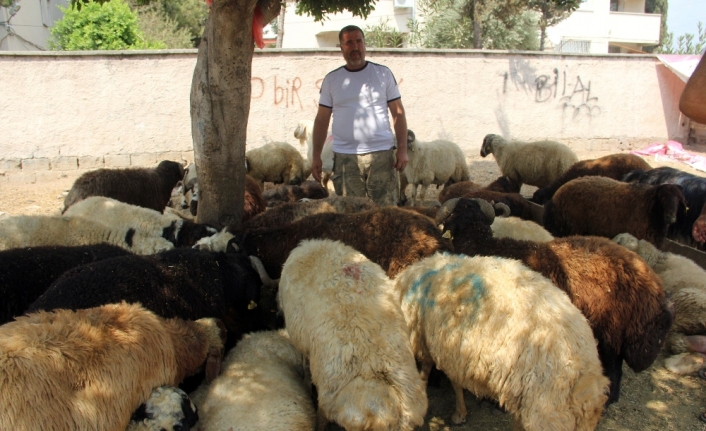 150 kurbanlığını sattı ama sevinemiyor çünkü...