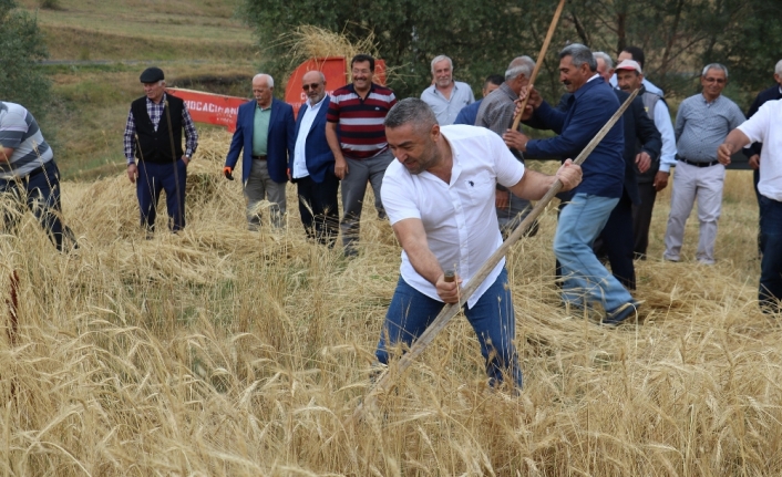 2 bin yıllık ata tohumu buğday verdi