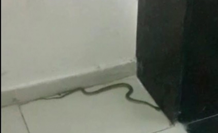 Adana Büyükşehir Belediyesinde yılan paniği