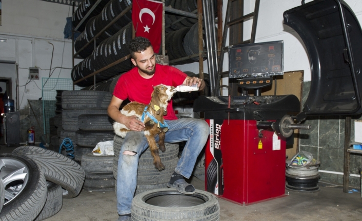 Biberonla beslenen oğlak oto sanayinin maskotu oldu