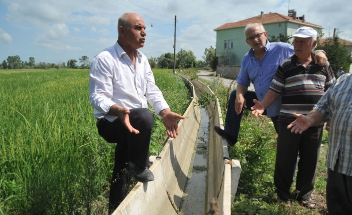 Çeltik tarlaları susuzluktan kurumaya başladı