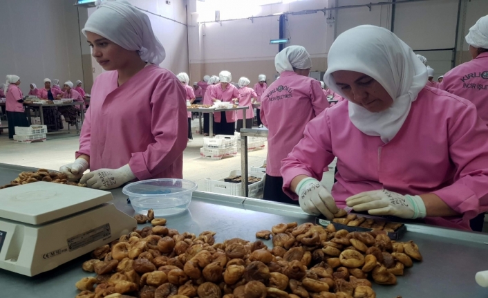 Çinlilerden Aydın İncirine yakın markaj