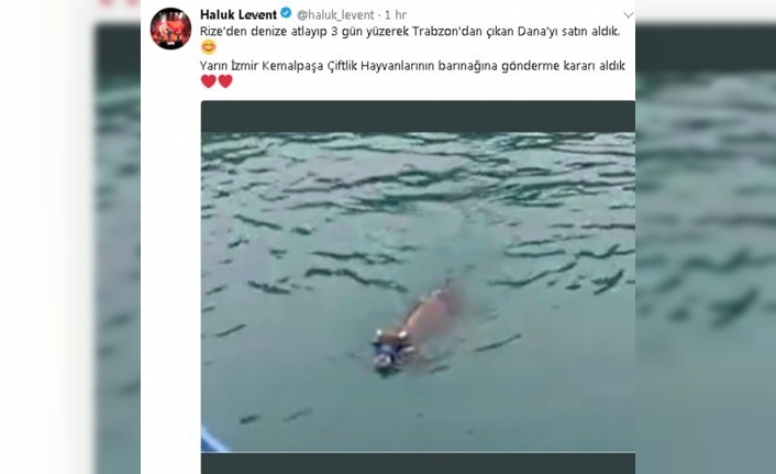 Denizde yüzerken bulunan danayı Haluk Levent satın aldı