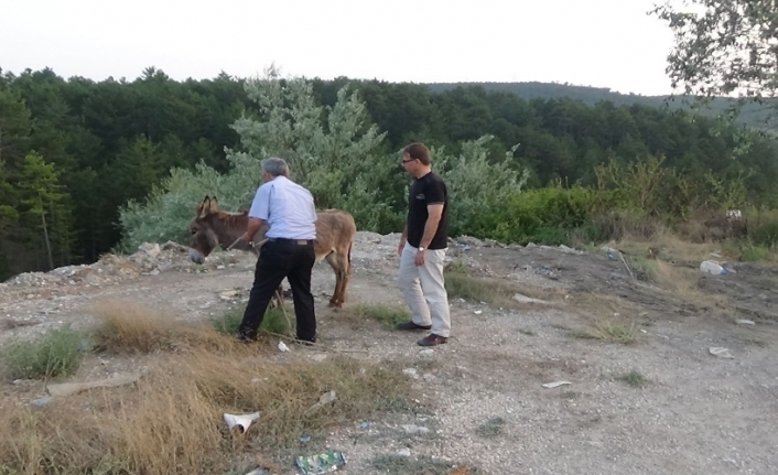 ’Eşek inadı’ dedikleri tam da bu