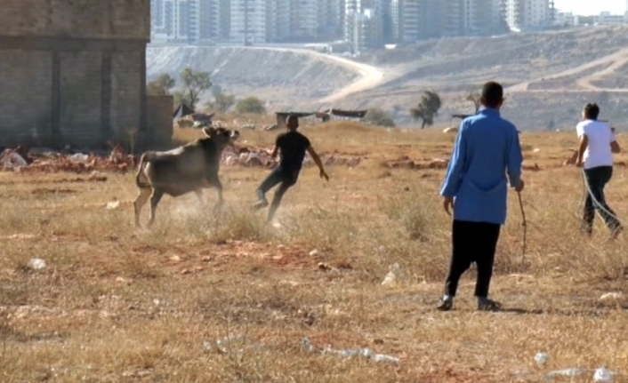 İpini koparan kurbanlık zor anlar yaşattı