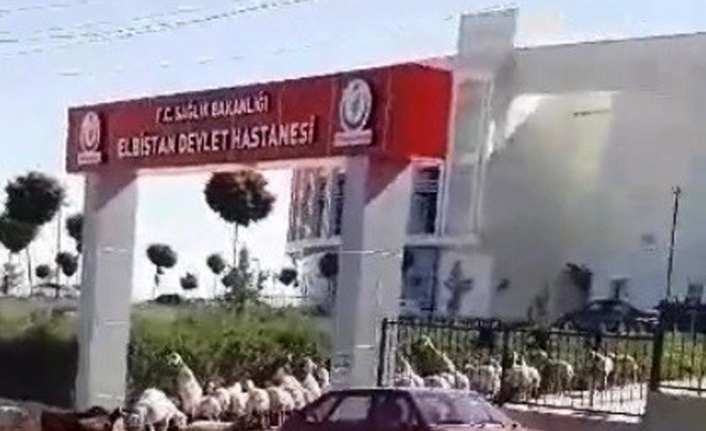 Kaçak koyunlar hastaneyi işgal etti