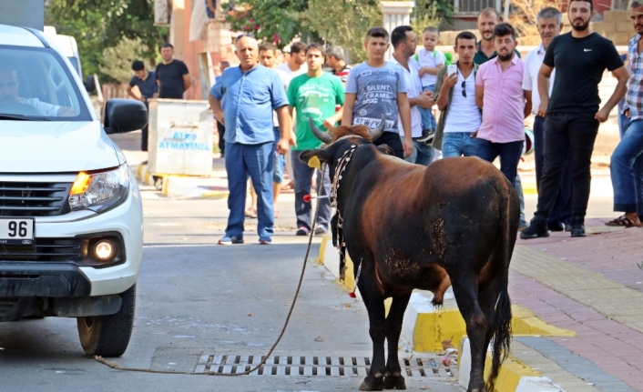 Kaçan boğa, aileye bayramı zehir etti