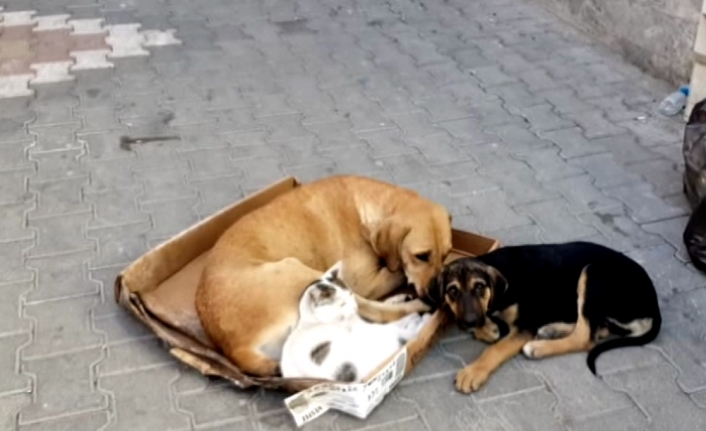 Kedi ile köpeğin örnek dostluğu