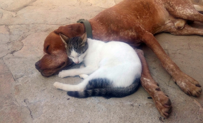 Kedi ve köpeğin dostluğu