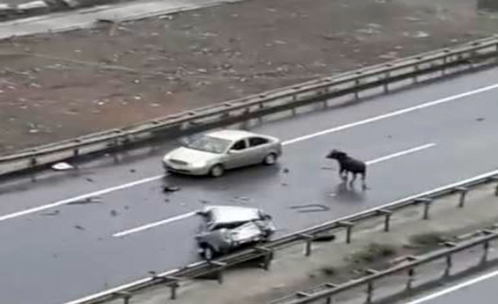 Kurbanlık boğa Trabzon’da kazaya neden oldu: 5 yaralı