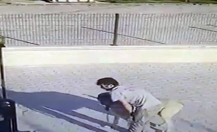 Malaklı cinsi çoban köpeğini böyle çaldı