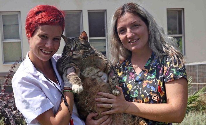 Obez kediler diyete başladı