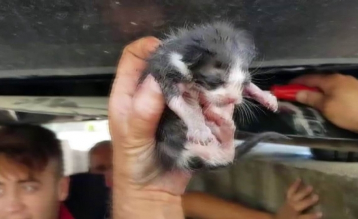 Otomobilin motoruna sıkışan yavru kediyi itfaiye kurtardı