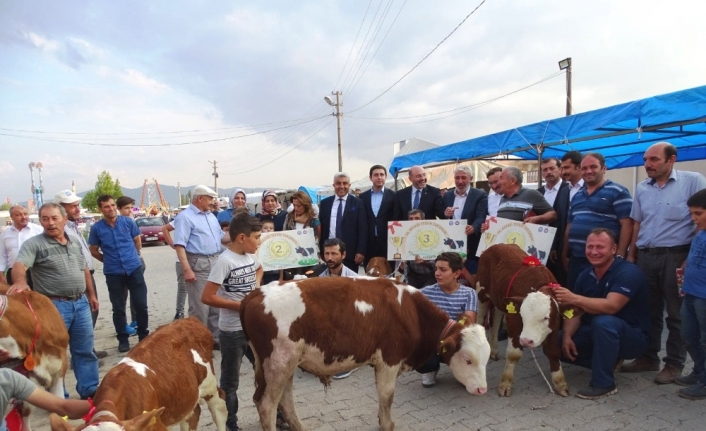 Podyuma bu defa buzağılar çıktı