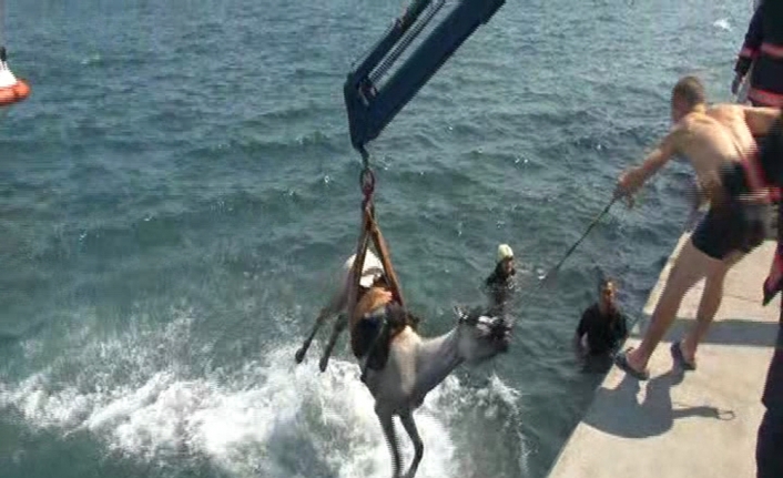 Sarıyer’de denize at düştü