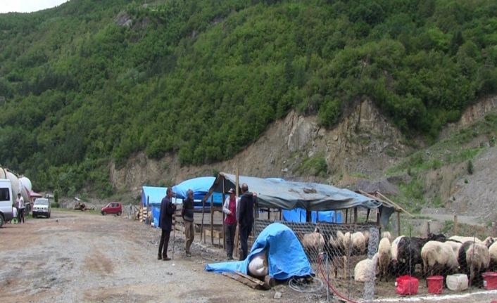 Sığır çiçeği büyük baş hayvanları vurdu