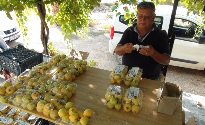 Türkiye’nin ilk guava üreticisi