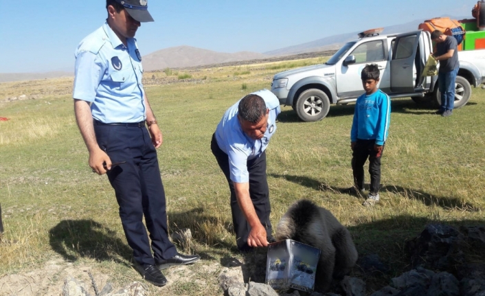 Yiyecek arayan yavru ayının kafası tenekeye sıkıştı