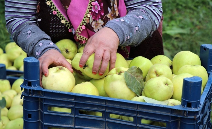 Ayva merkezi Geyve’de ayva hasadı başladı