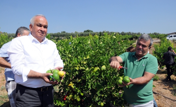 Başkandan cezeryeli ihracatlık limon kesimi