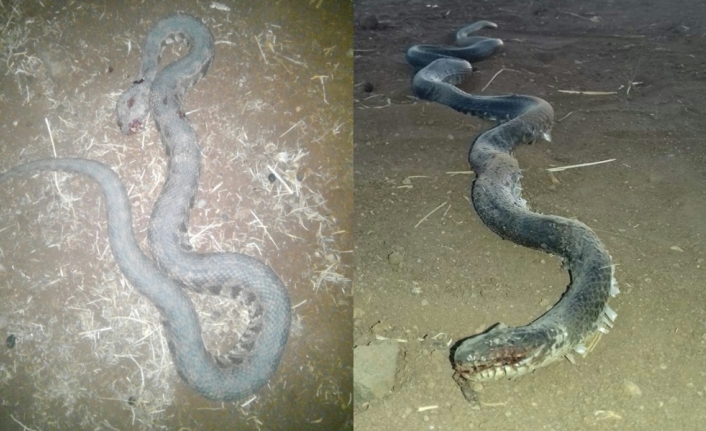 Boyları 3 ila 5 metre arasında değişiyor