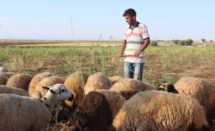 Çobanlık yaparken hazırlandı, diş hekimliğini kazandı