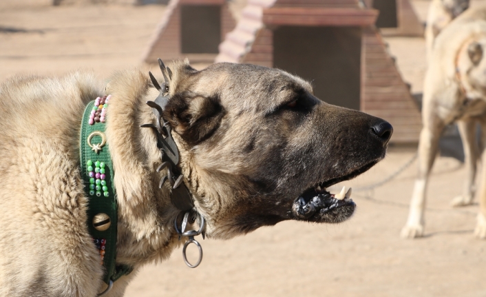 Dünya ’kangal’ı kabul etti