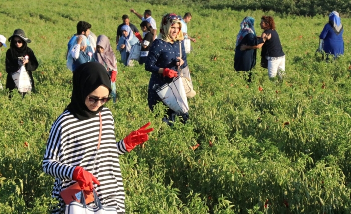 İsot Festivali renkli görüntülerle başladı