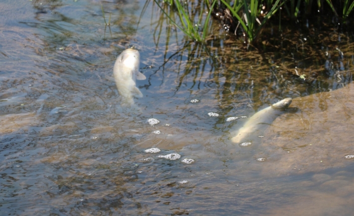 Kızılırmak’ta korkutan balık ölümleri