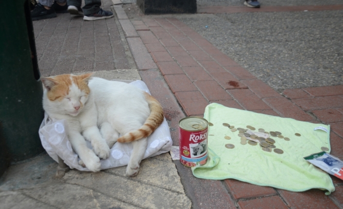 Mama için dilenen kedi fenomen oldu