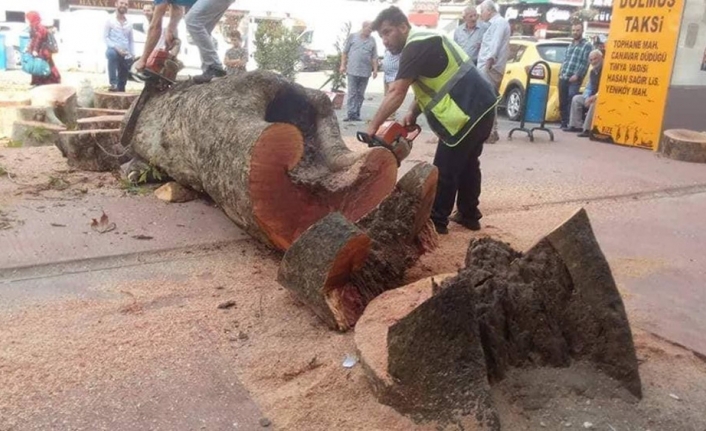 "O ağaç çürüdüğü ve devrilme riski olduğu için kesildi"