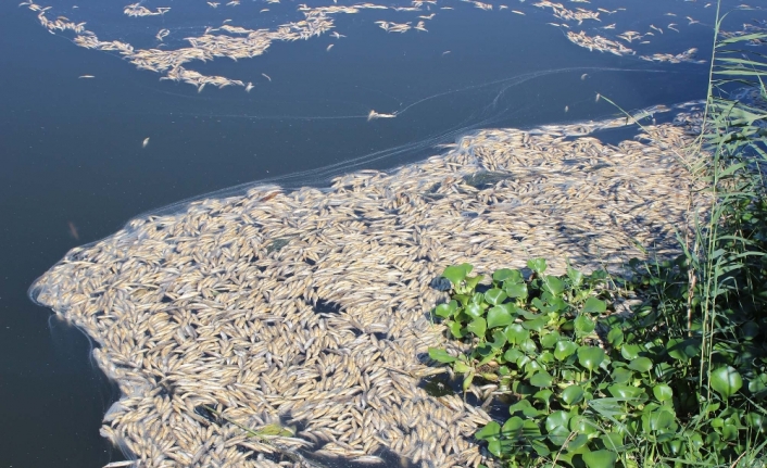 On binlerce balık ’oksijen yetersizliğinden’ ölmüş